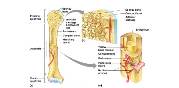 Define Anatomy And Physiology Of Bone Structure Flashcards
